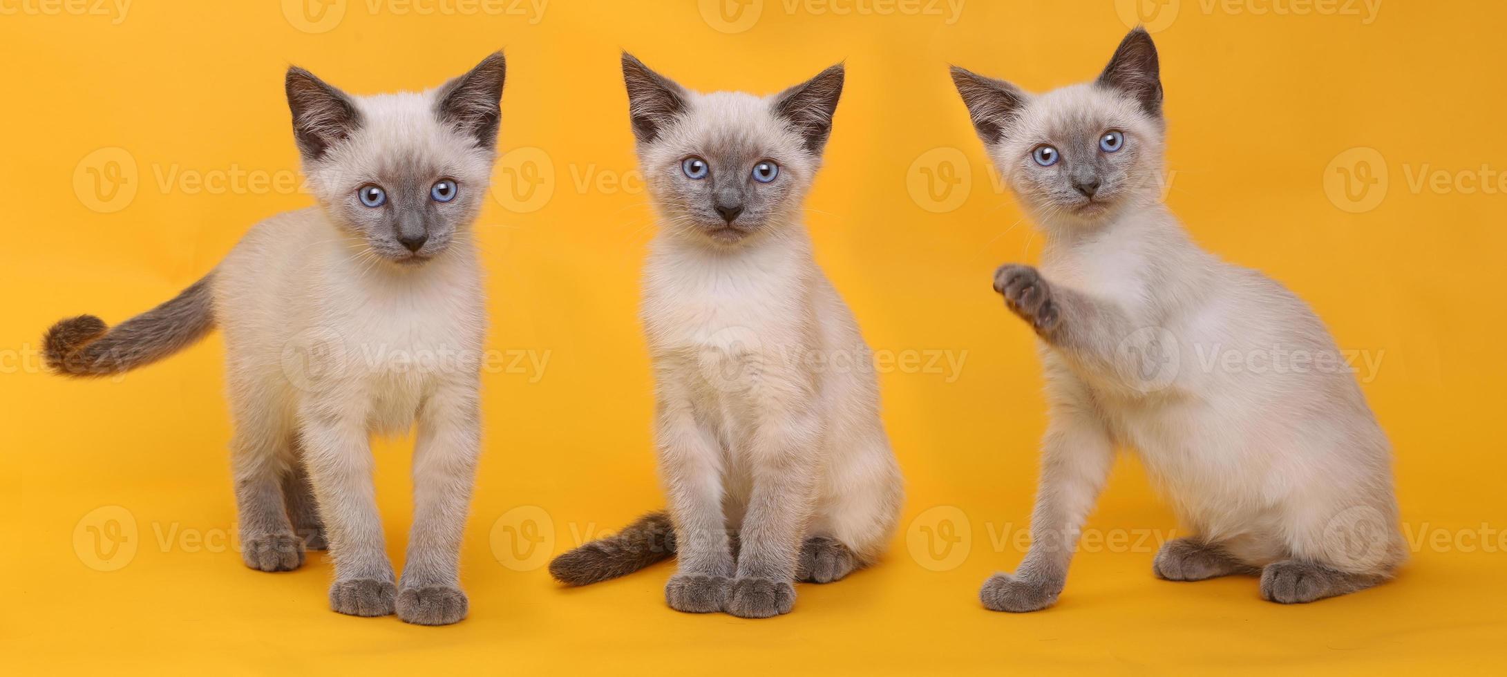siamesiska kattungar på ljus färgrik bakgrund foto