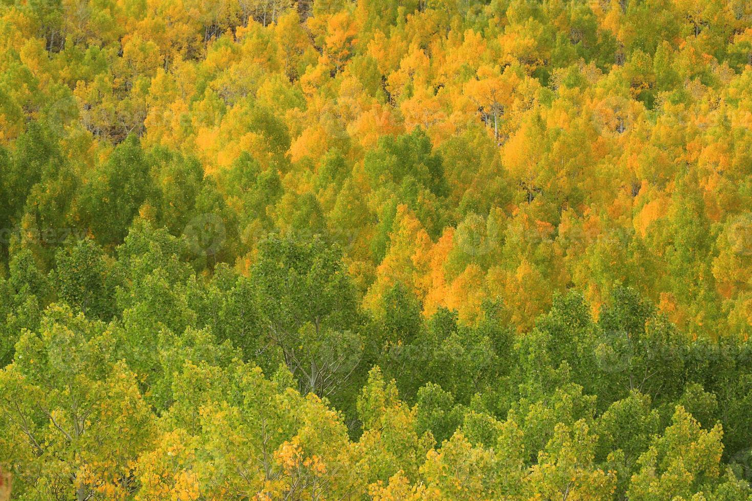 höstfärger i Sierra bergen, Kalifornien foto