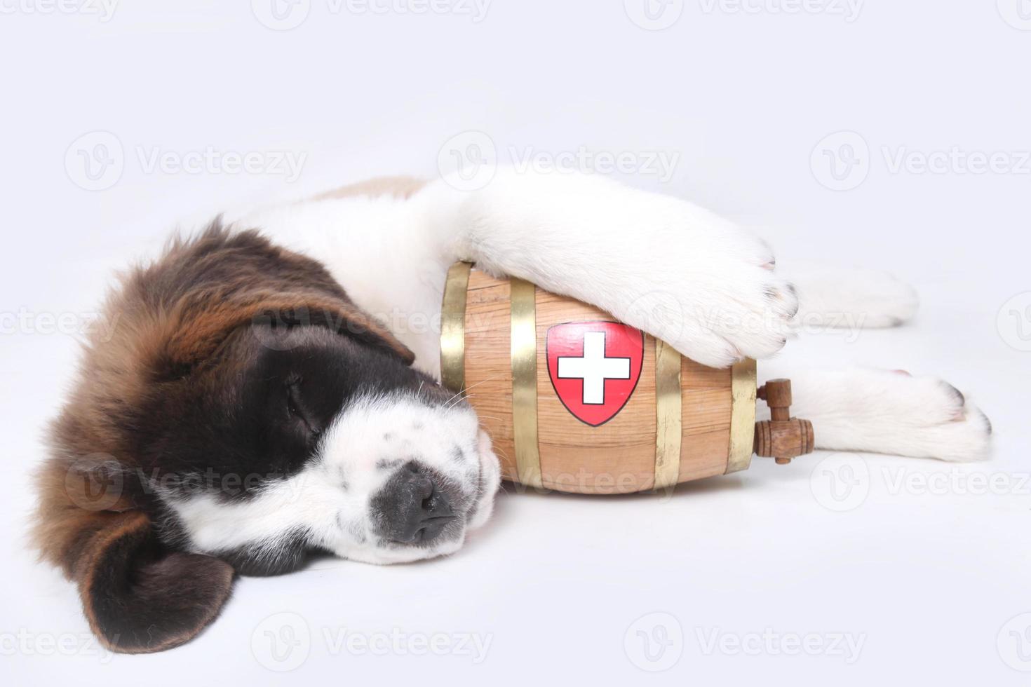 en saint bernard valp med räddningstunna runt halsen foto