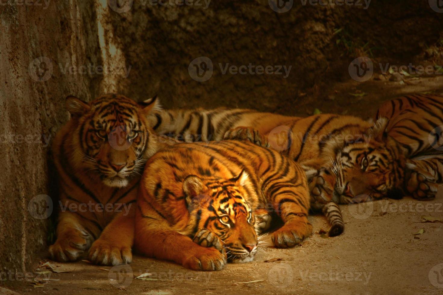 tigrarnas vakande ögon foto