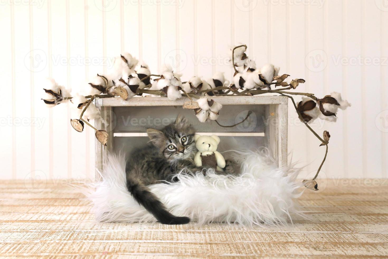kattunge med nallar och bomullsspiror foto
