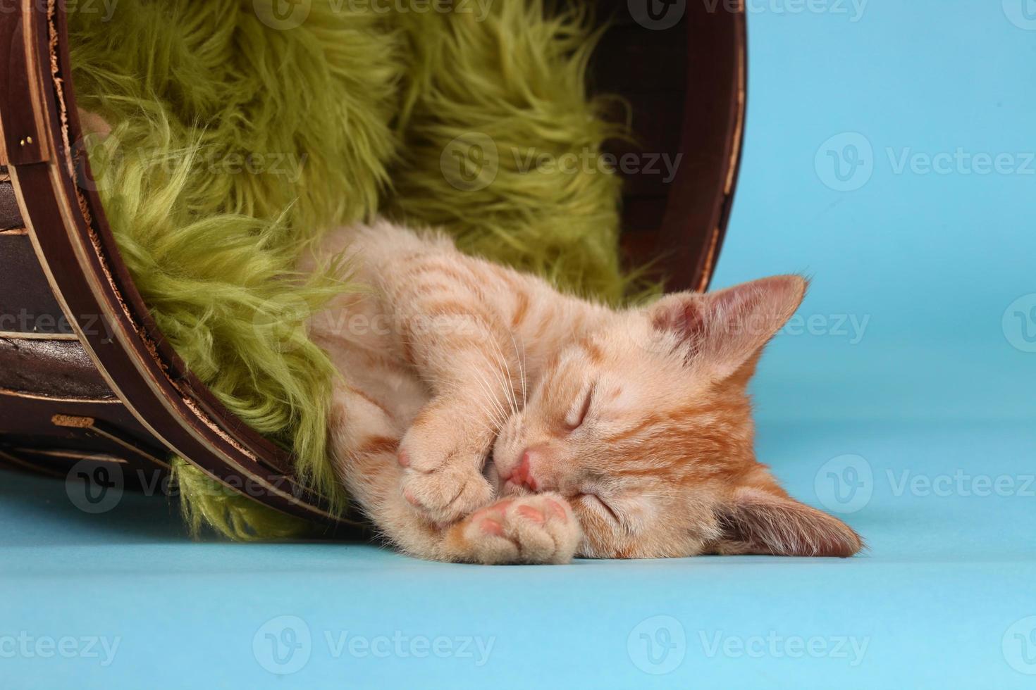 lilla orange tabby kattunge i studion foto