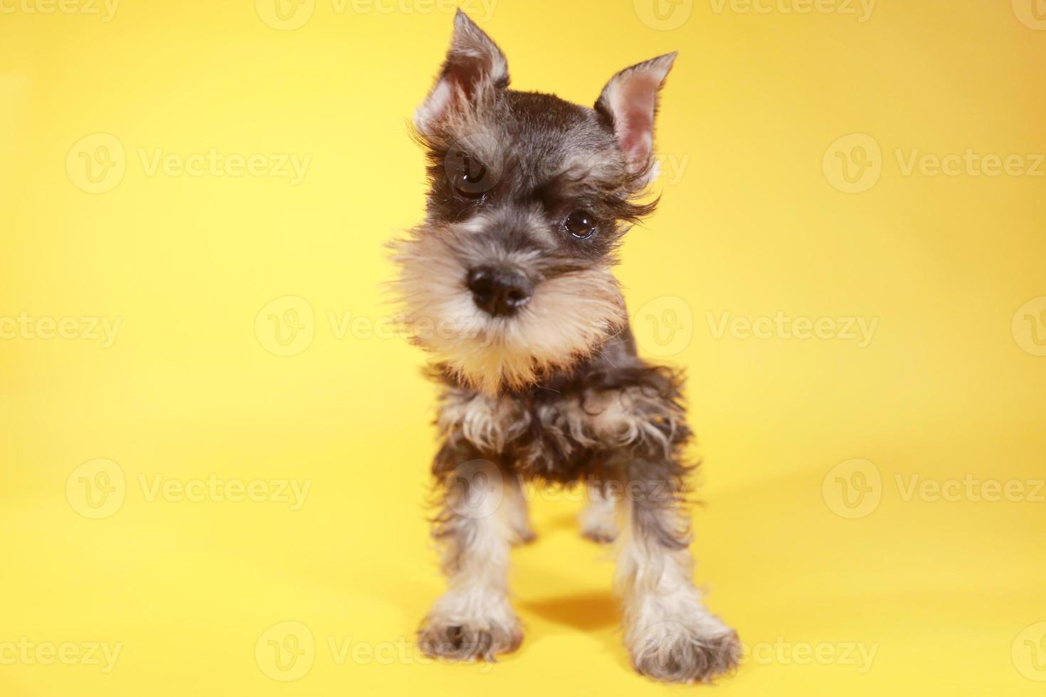 liten miniatyr schnauzer valp hund foto