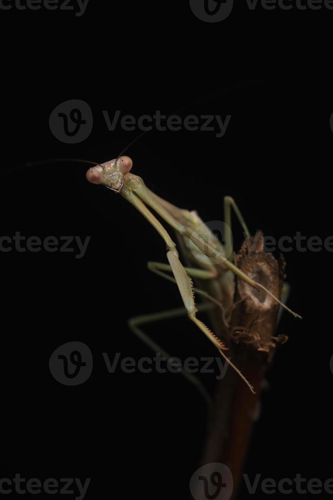 gröna bönor på svart bakgrund foto