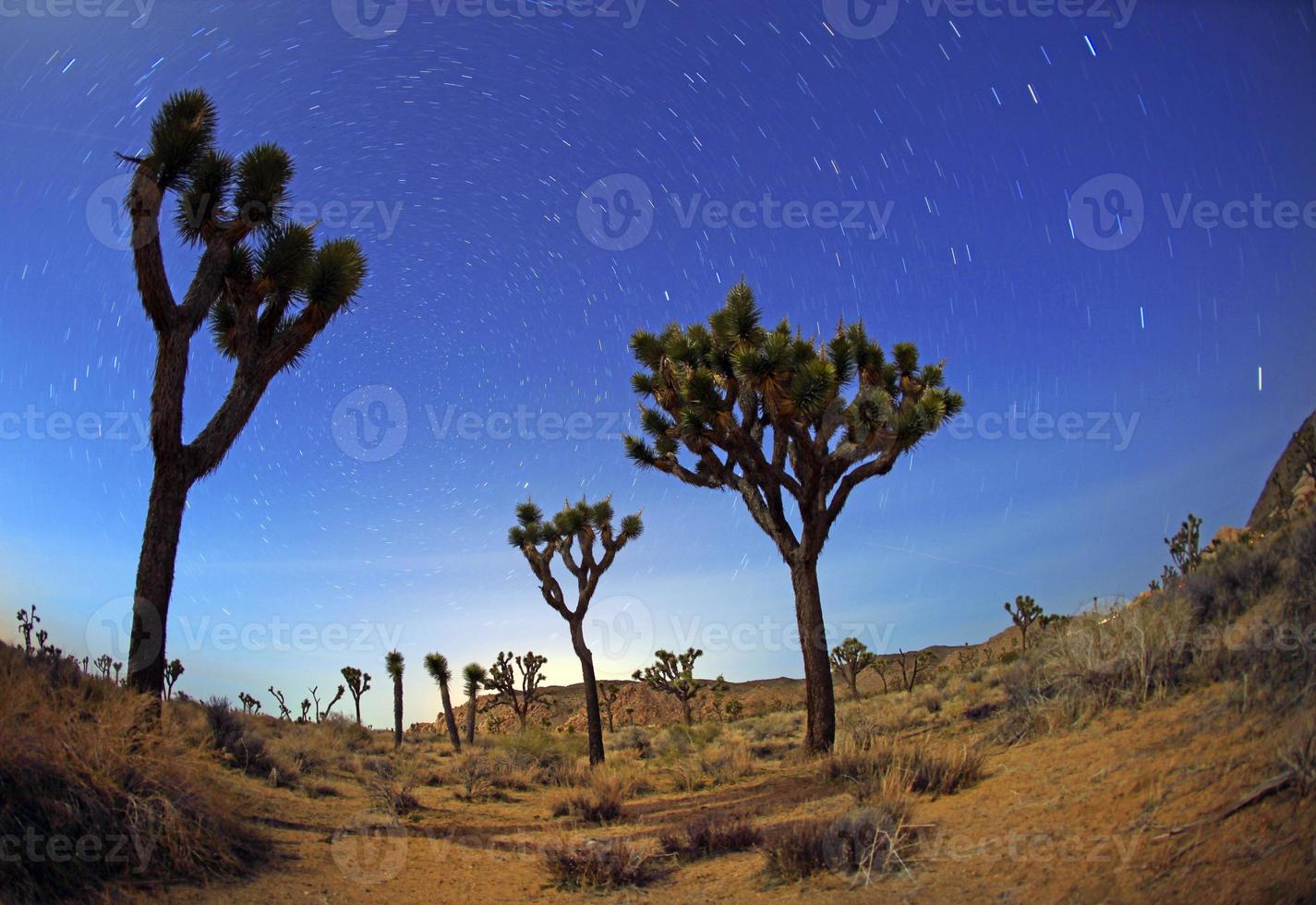 nattstjärnor spår i Joshua Tree Park foto