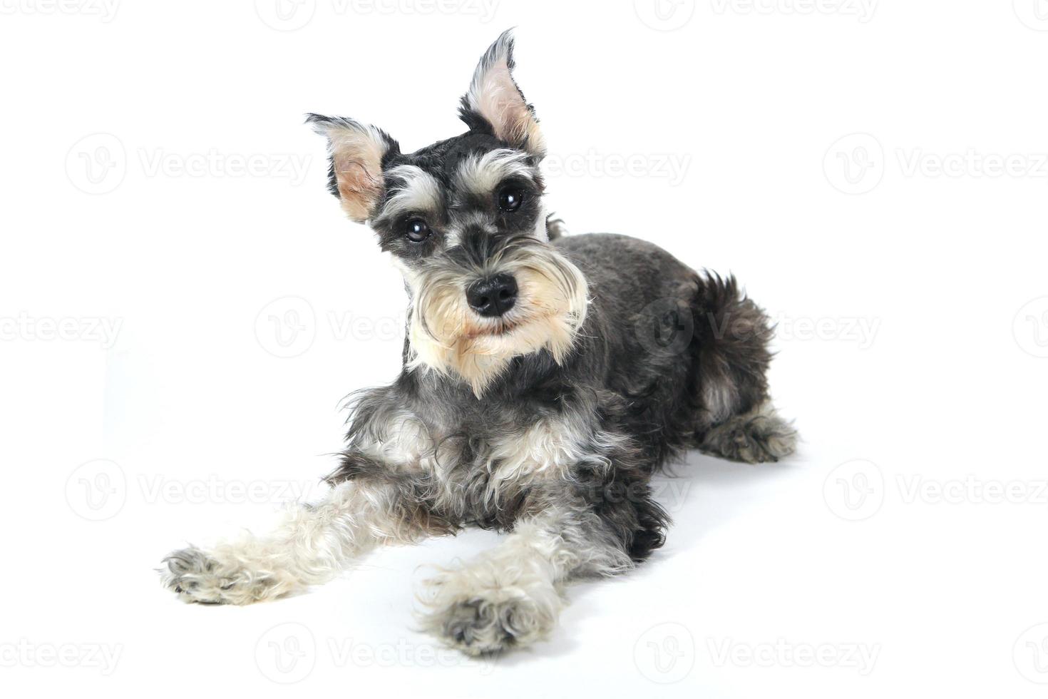 söt miniatyr schnauzer valp hund på vit bakgrund foto