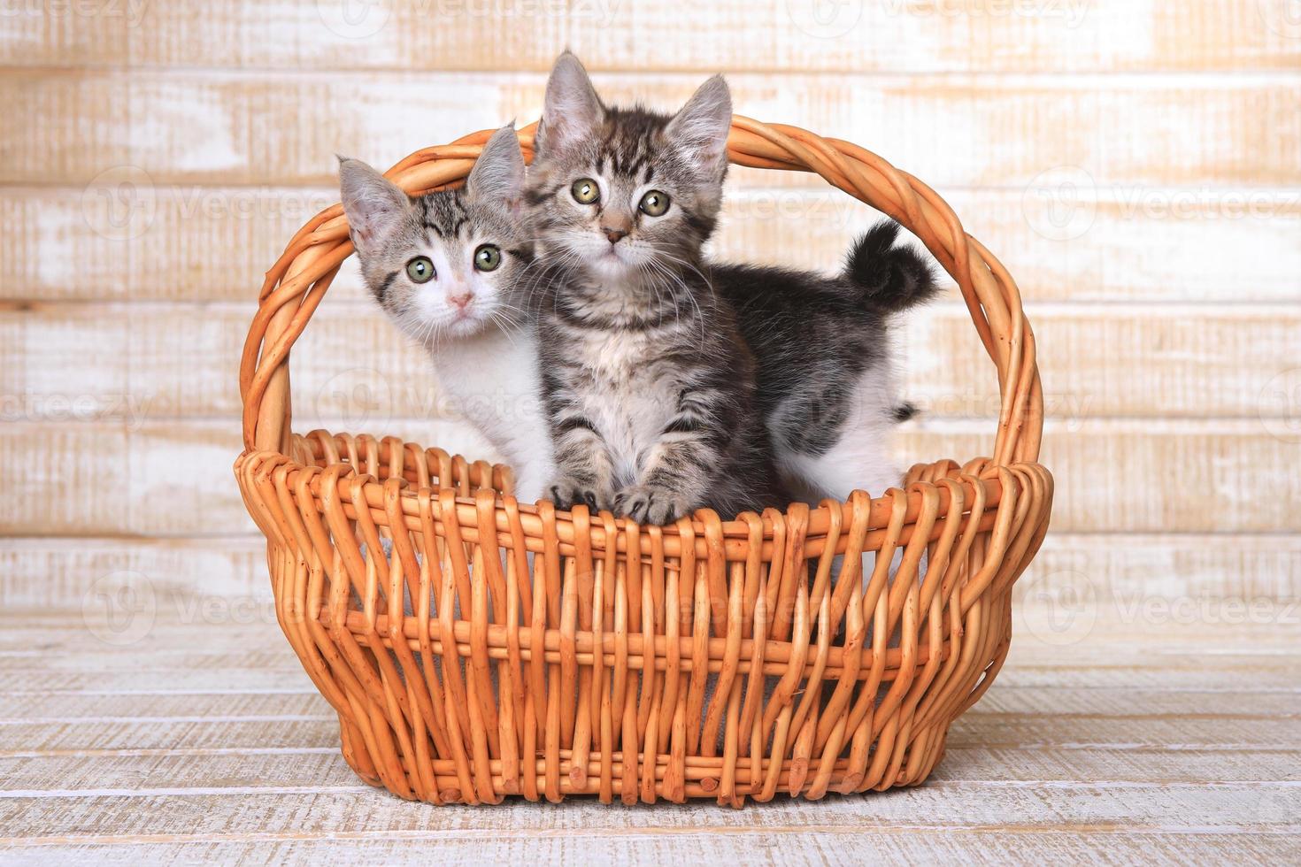 två adoptiva kattungar i en korg foto