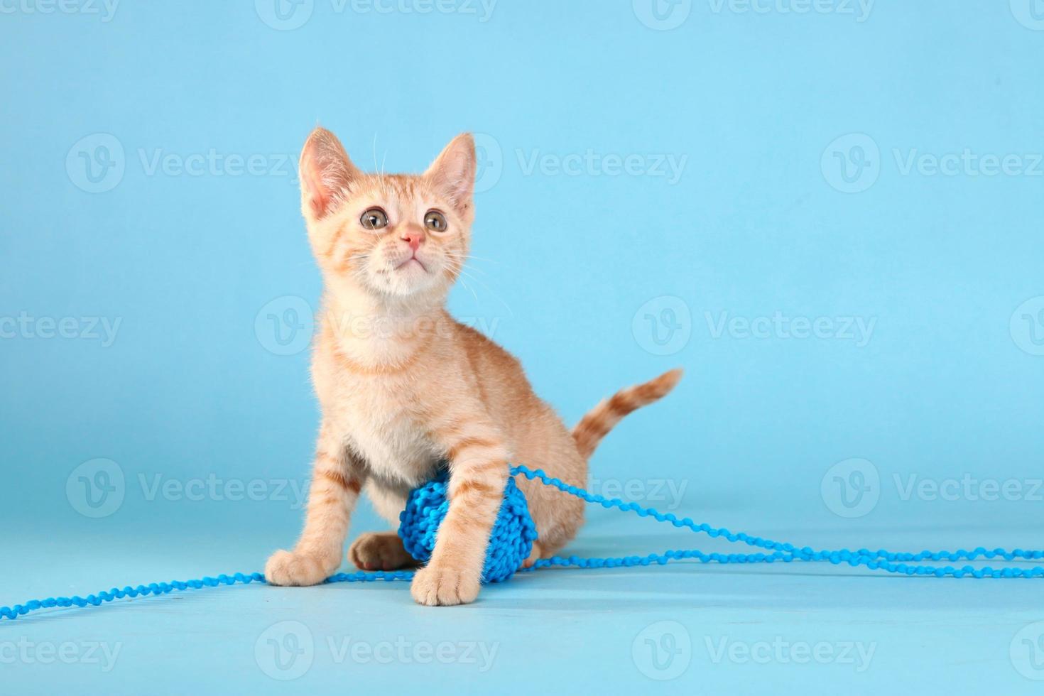 lilla orange tabby kattunge i studion foto