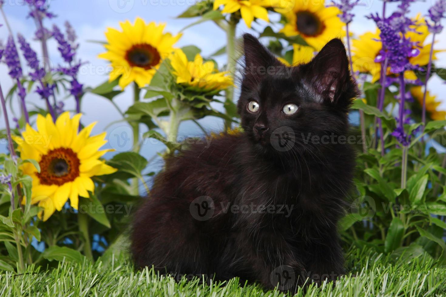 söt svart kattunge i trädgården med solrosor och salvia foto