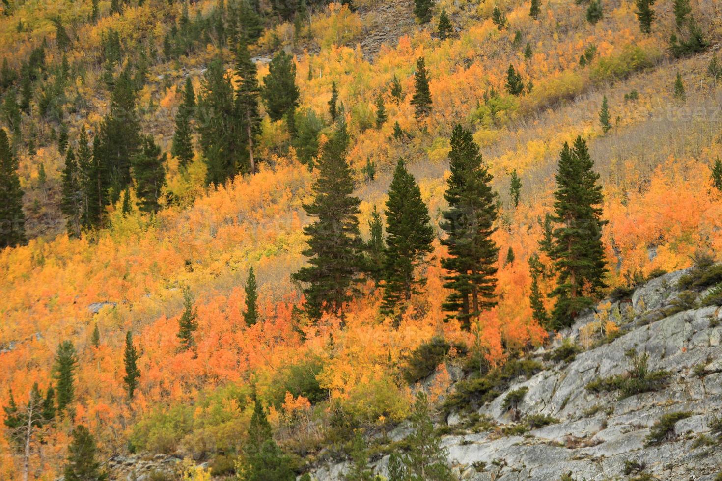 höstfärger i Sierra bergen, Kalifornien foto