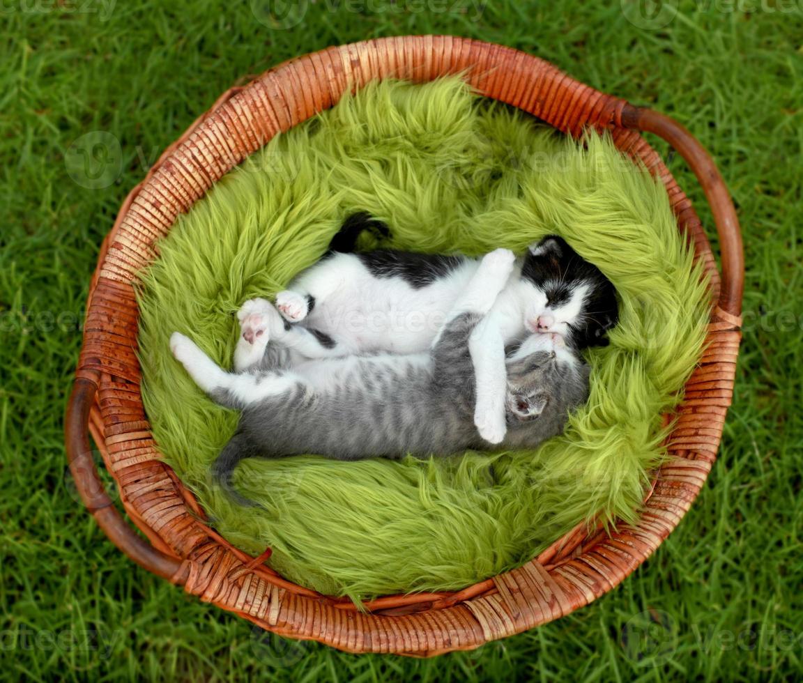 små kattungar som kramas utomhus i naturligt ljus foto