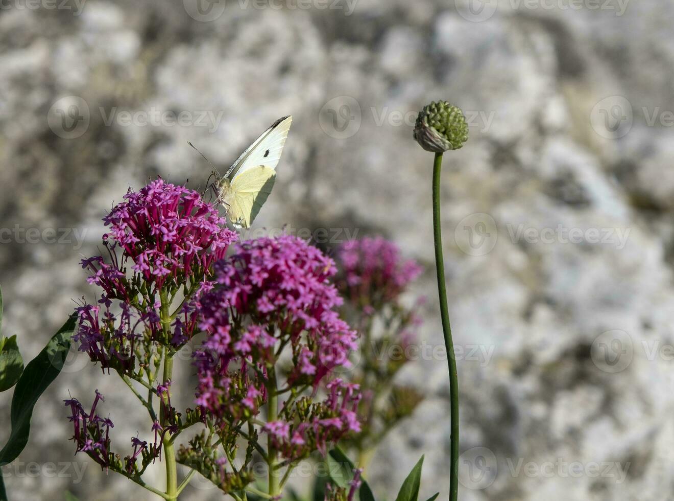 vänderot rubra blomma blomning foto