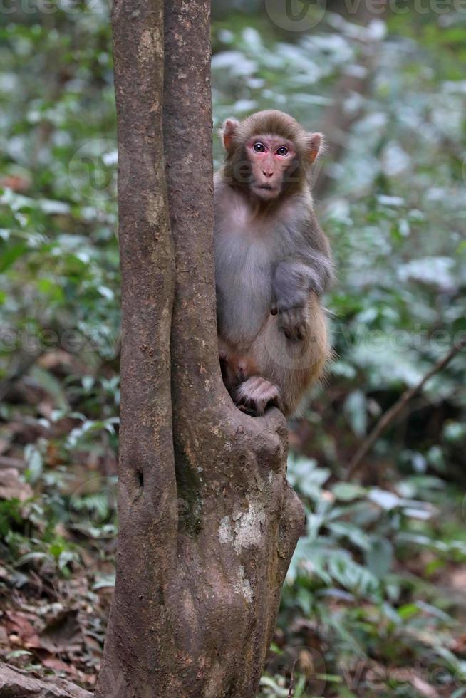 feral rhesus apor som bor i Zhangjiajie nationalpark Kina foto