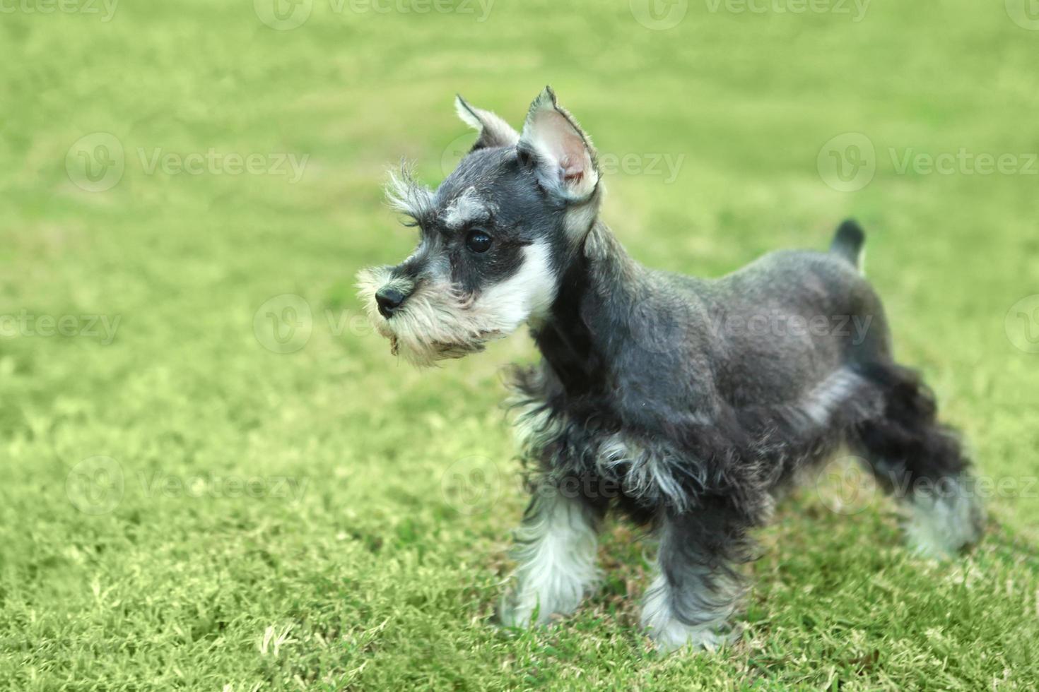 liten miniatyr schnauzer valp hund foto