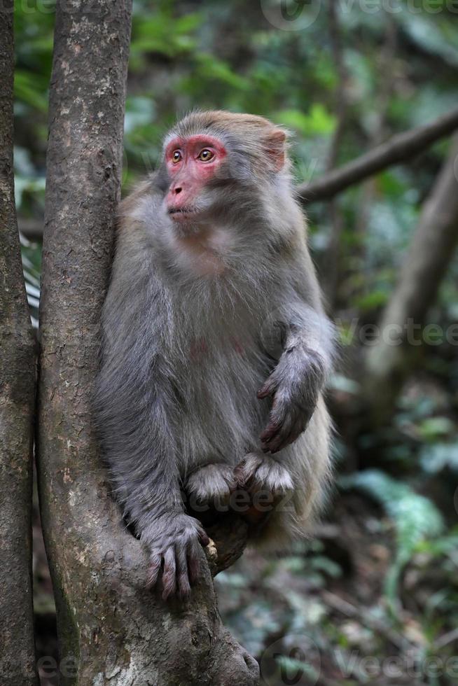 feral rhesus apor som bor i Zhangjiajie nationalpark Kina foto