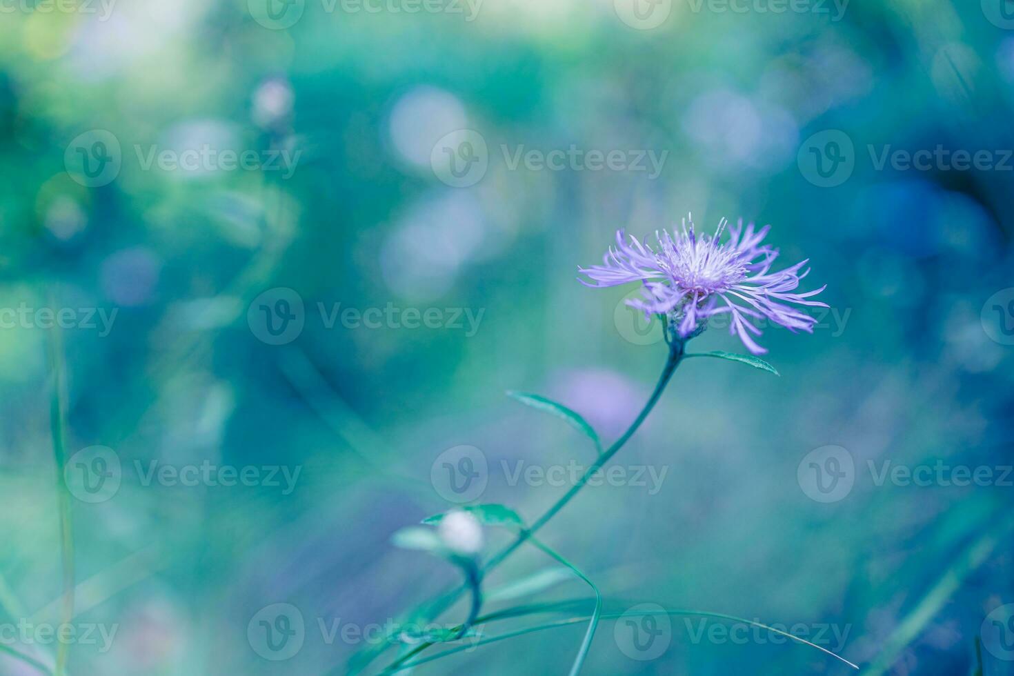 närbild av lila blomma på naturlig solnedgång bakgrund. ljus, delikat natur detaljer. inspirera natur begrepp, mjuk blå och grön suddig bokeh bakgrund. koppla av natur scen, blomma flora foto