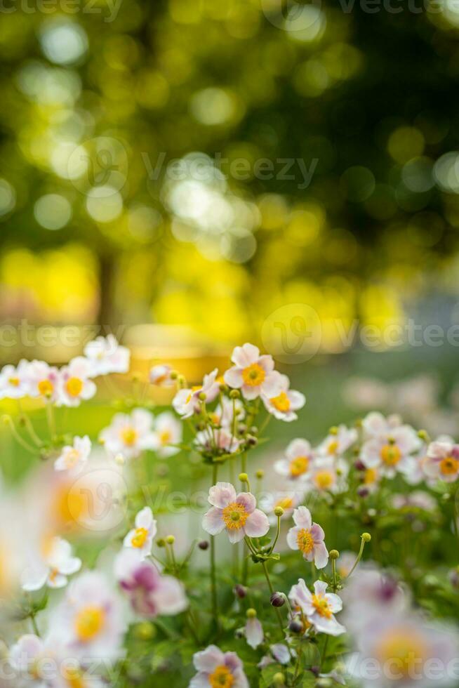 vår skog landskap lila blommor primula på en skön suddig bakgrund makro. blommig natur bakgrund, sommar vår bakgrund. lugn natur närbild, romantisk kärlek blommor foto