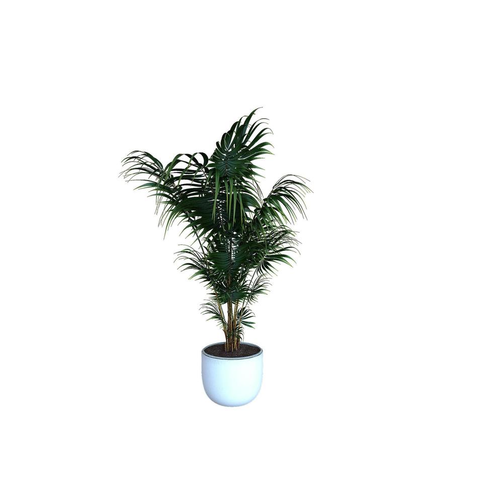 grön växt isolerad på vit bakgrund foto