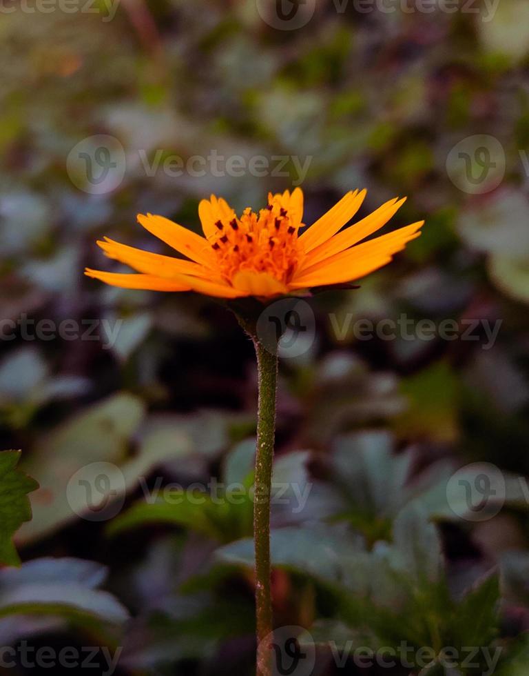 tusensköna blomma på löv bakgrund foto