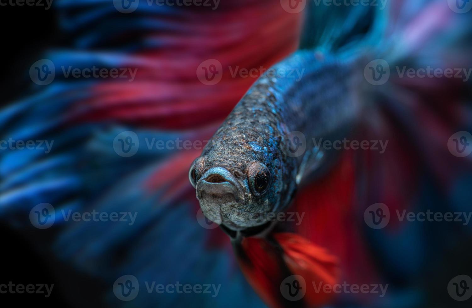 blå och röd betta fisk eller siameskämpar. foto