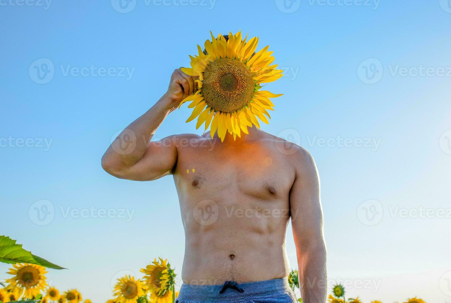 en man med en naken torso i en fält av solrosor. de solros blooms foto