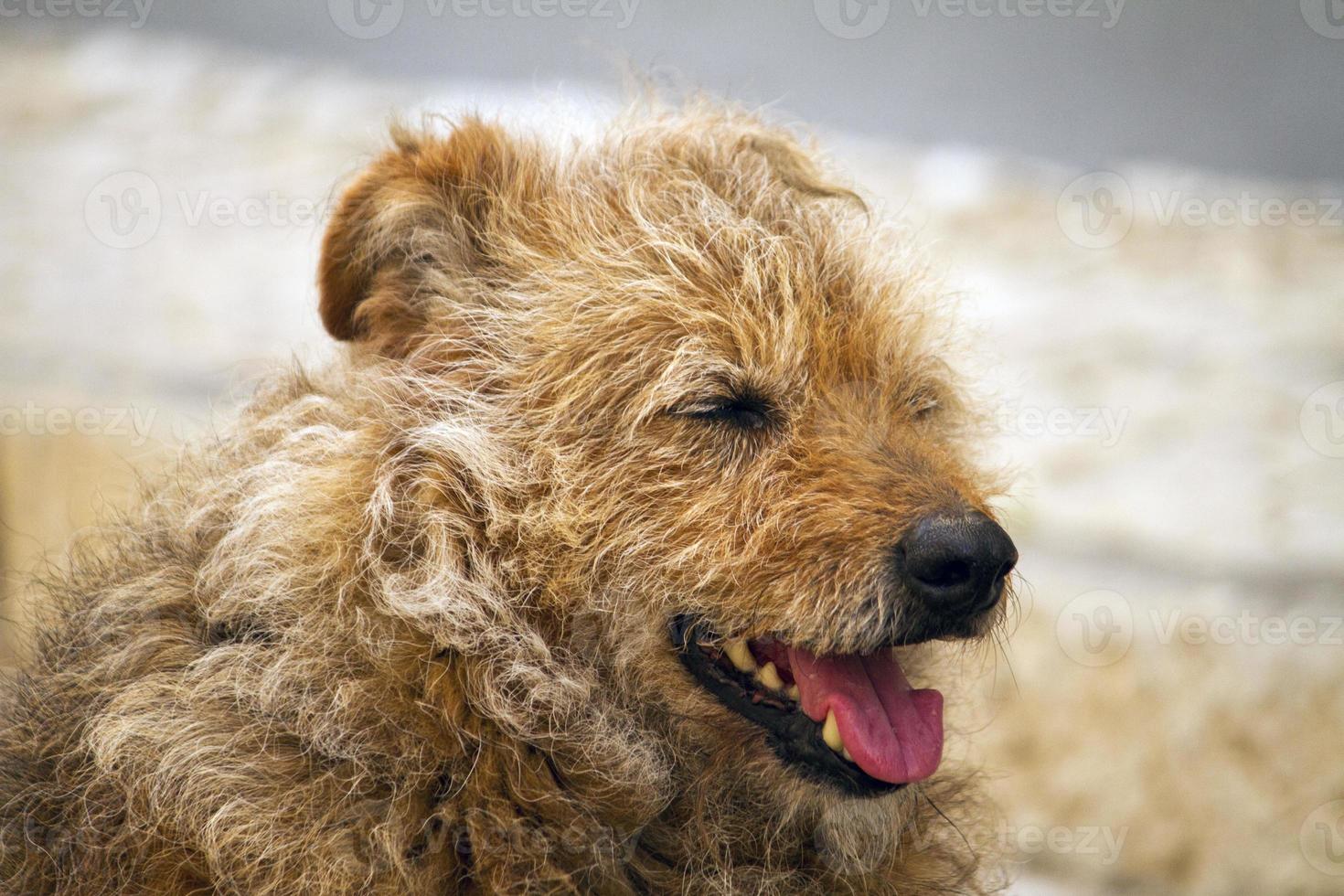 övergiven gatahund foto