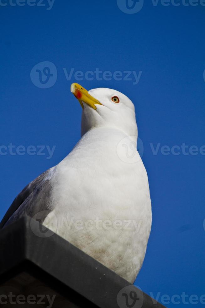 mås på en byggnad foto