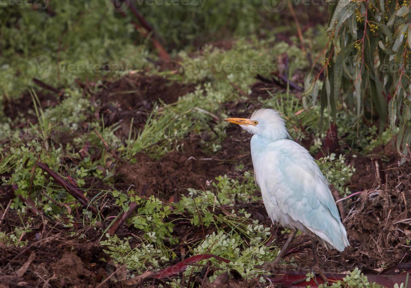 stor egret fågel foto