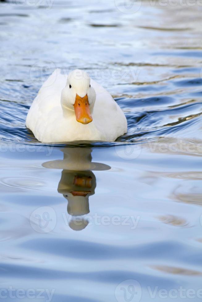 vit anka på en pool foto