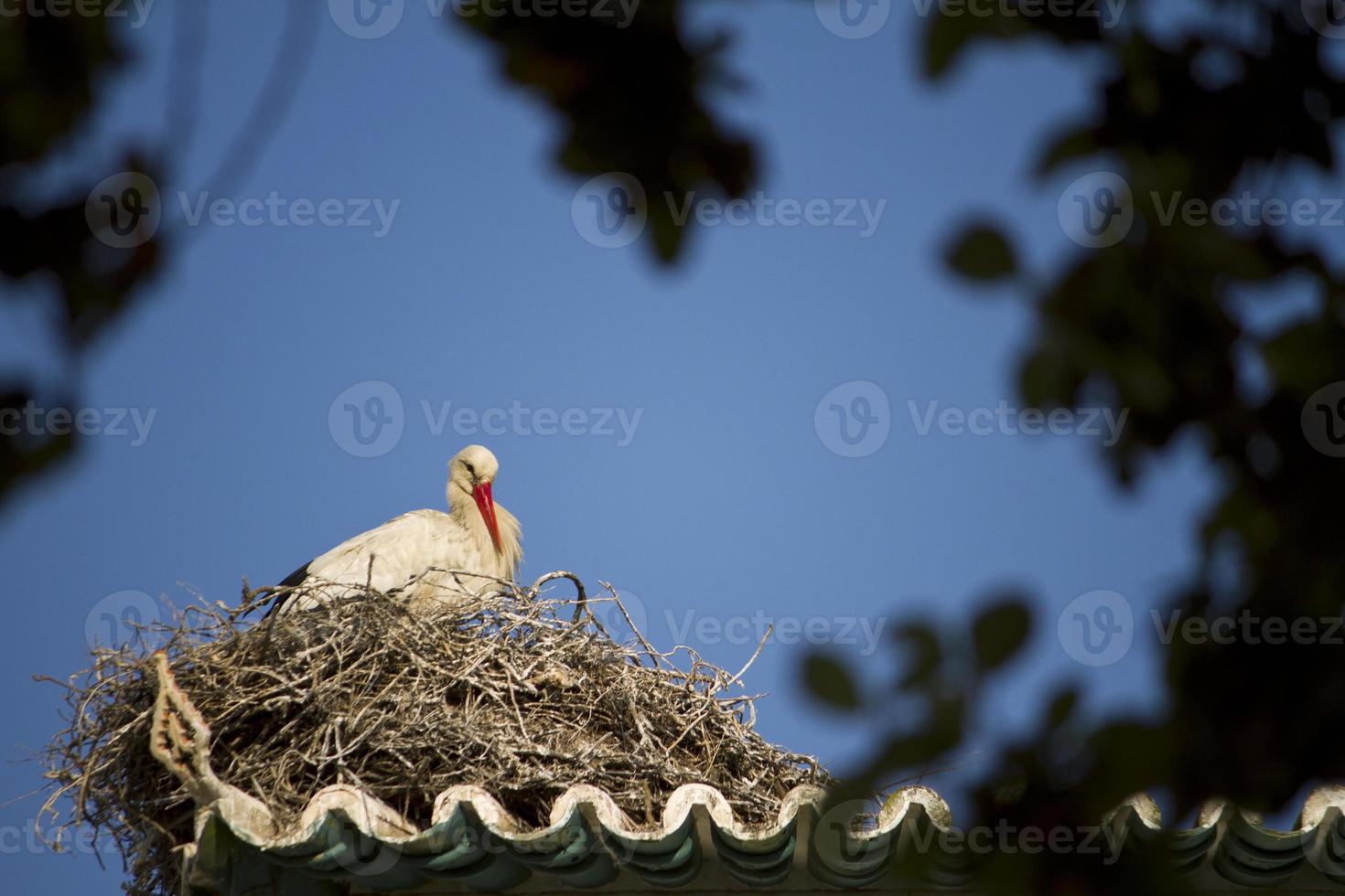 vit stork på ett bo foto