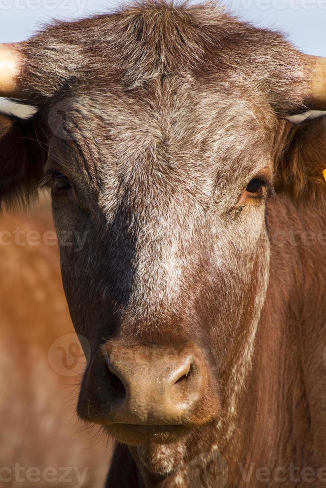 bruna kor på torrt land foto