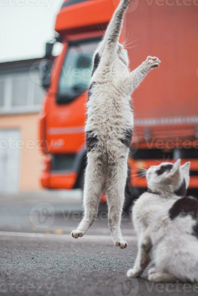 grupp av söt, yster kattungar springa runt om och spela med varje Övrig. de söthet av fyrbenta bebisar. en familj av katter. ung döttrar spelar tillsammans foto