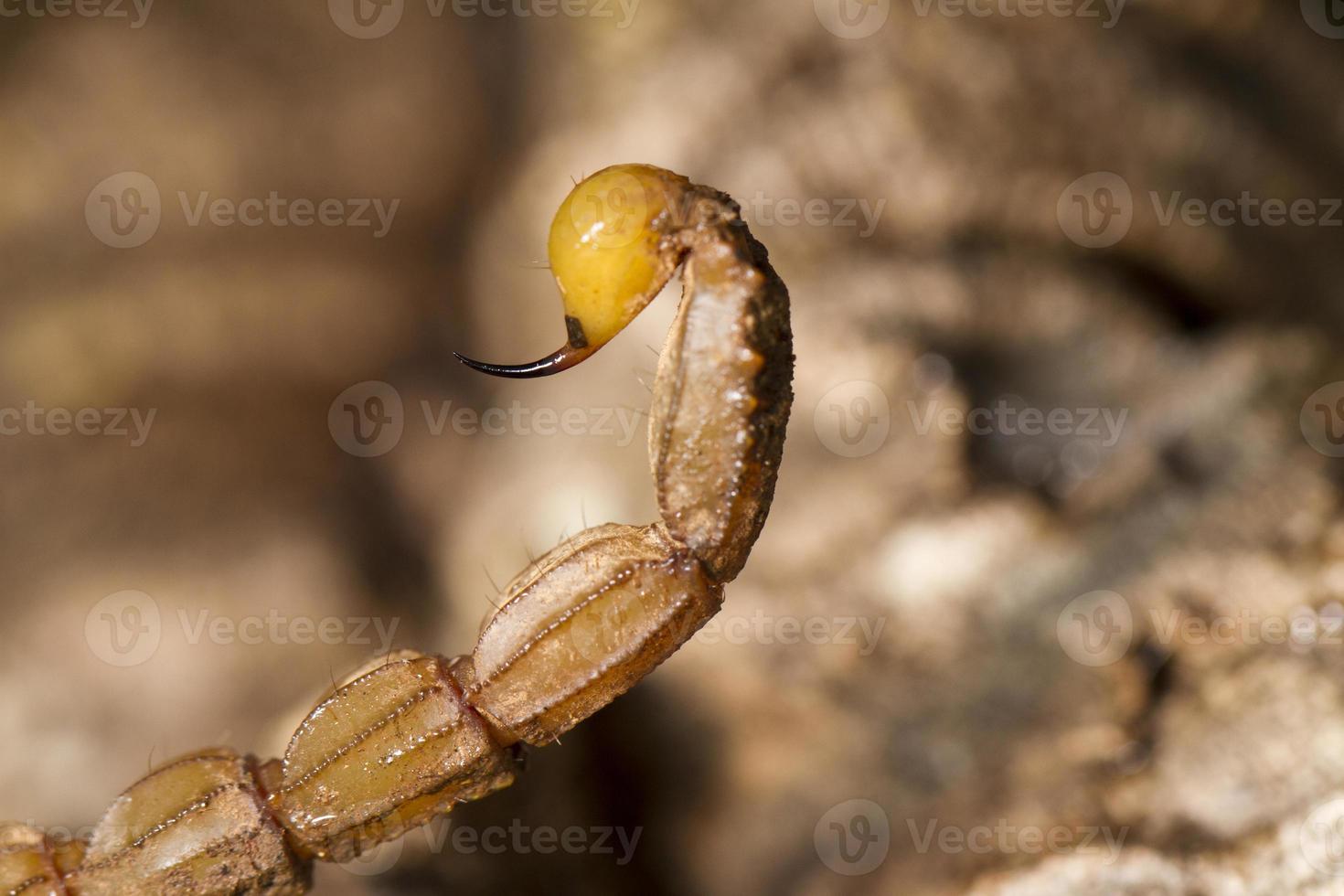 buthus scorpion svans svans foto