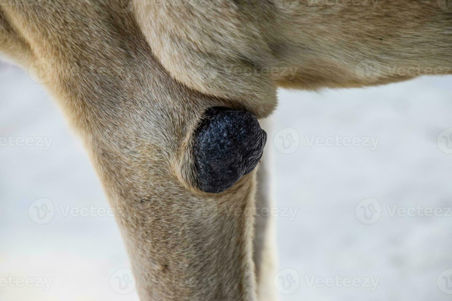 majs på de armbåge av en hund. hund sjukdomar, kallus på lemmar av en hund. foto