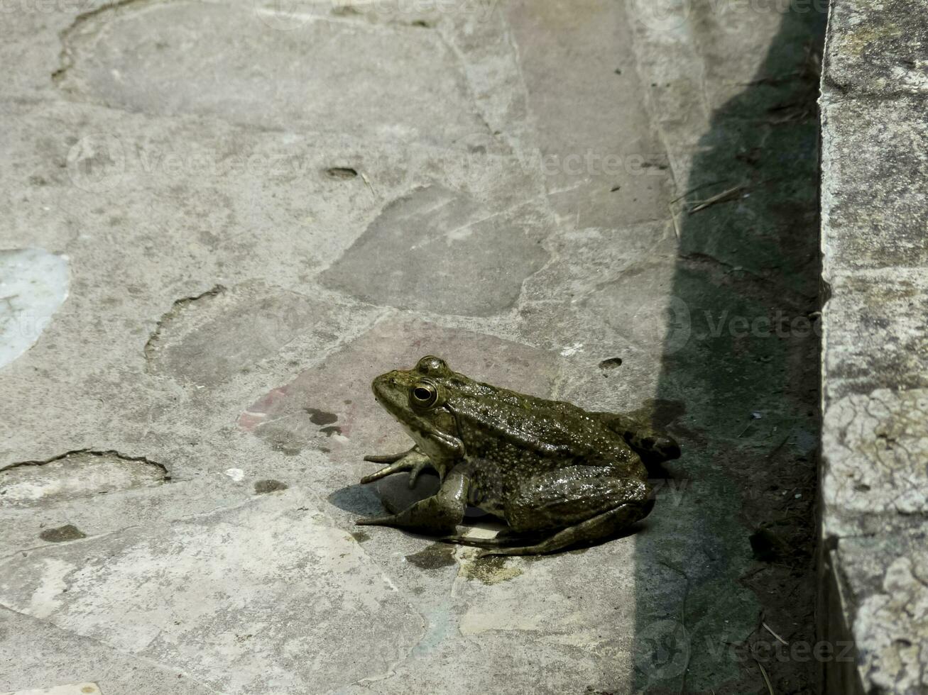 de grön groda. de amfibie groda är vanlig. foto