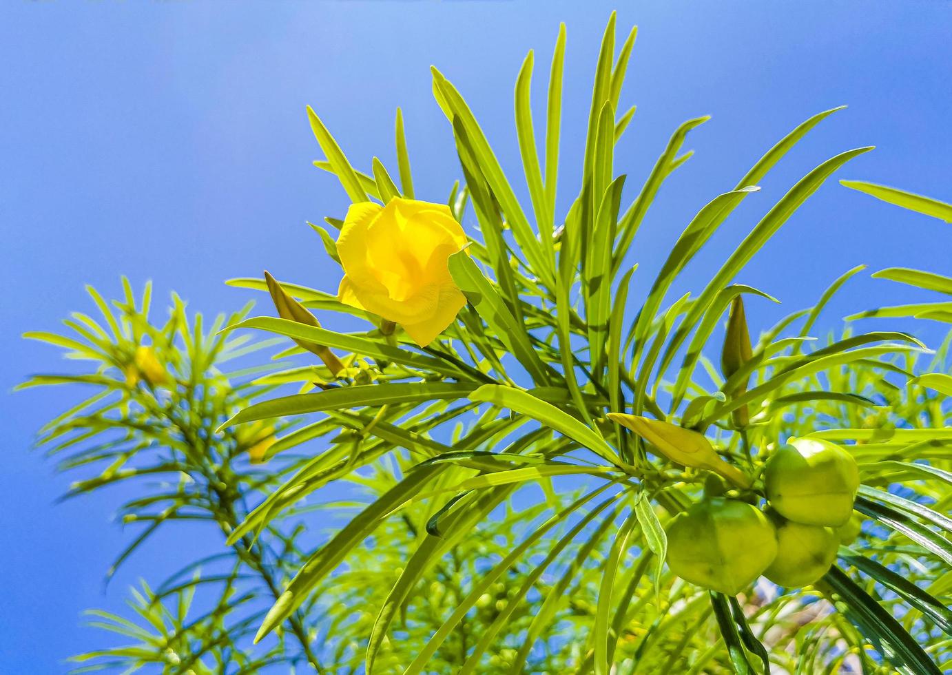 gul oleanderblomma på träd med blå himmel i mexico foto