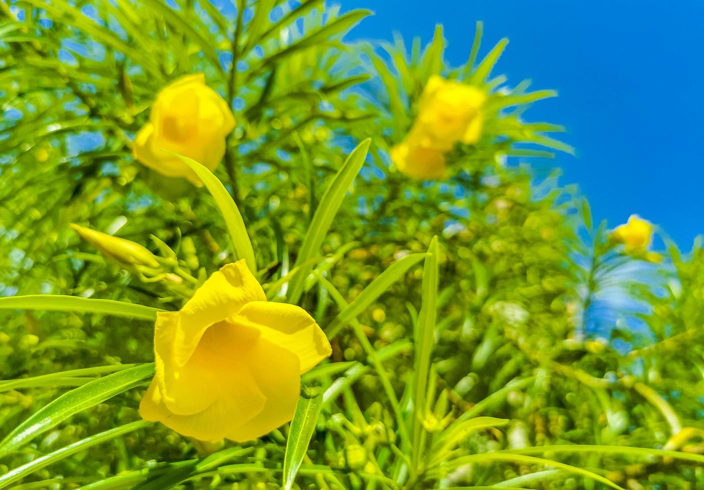 gul oleanderblomma på träd med blå himmel i mexico foto