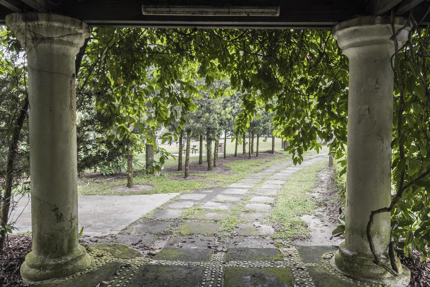 majestätiska pelare i den skuggiga sjunkna trädgården, perdana botaniska trädgårdar foto