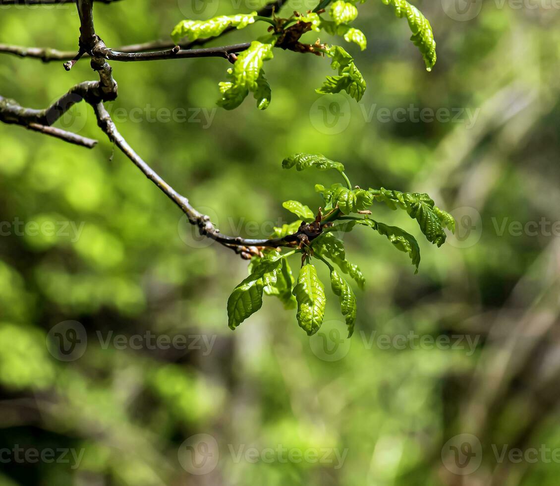 quercus petraea i vår. vår ek löv. selektiv fokus. foto