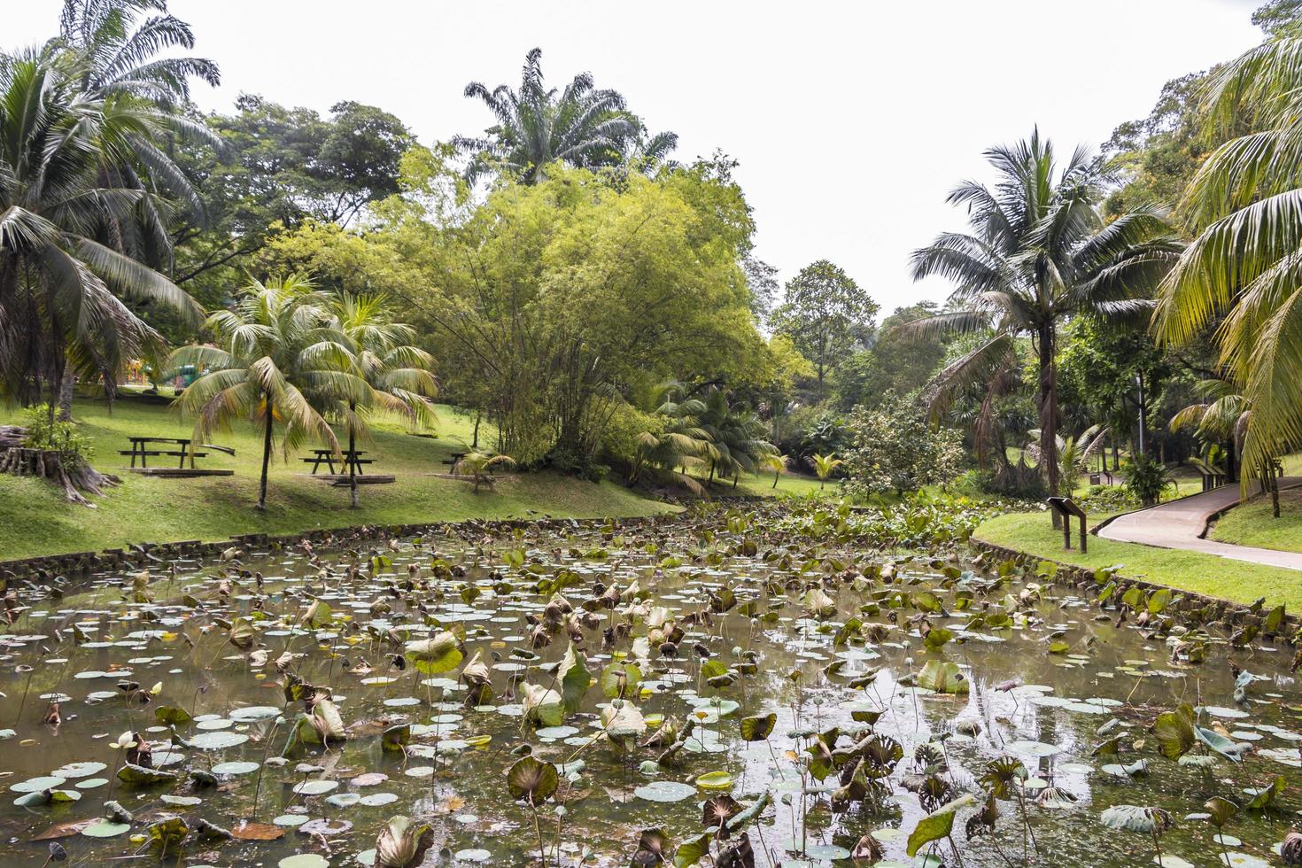 tropisk dammsjö med vattenväxter, Perdana botaniska trädgård, Malaysia foto