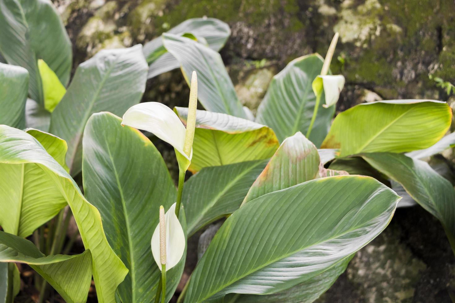 vackra fridlilja växter i perdana botaniska trädgårdar, Malaysia foto