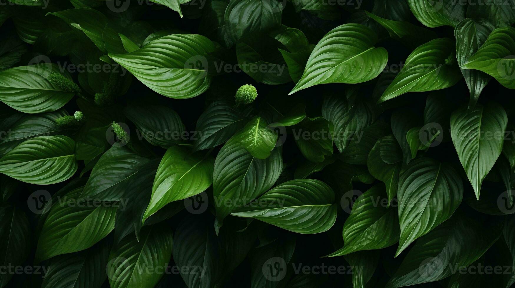 ai genererad löv av spathiphyllum cannifolium bakgrund. textur, tropisk blad foto