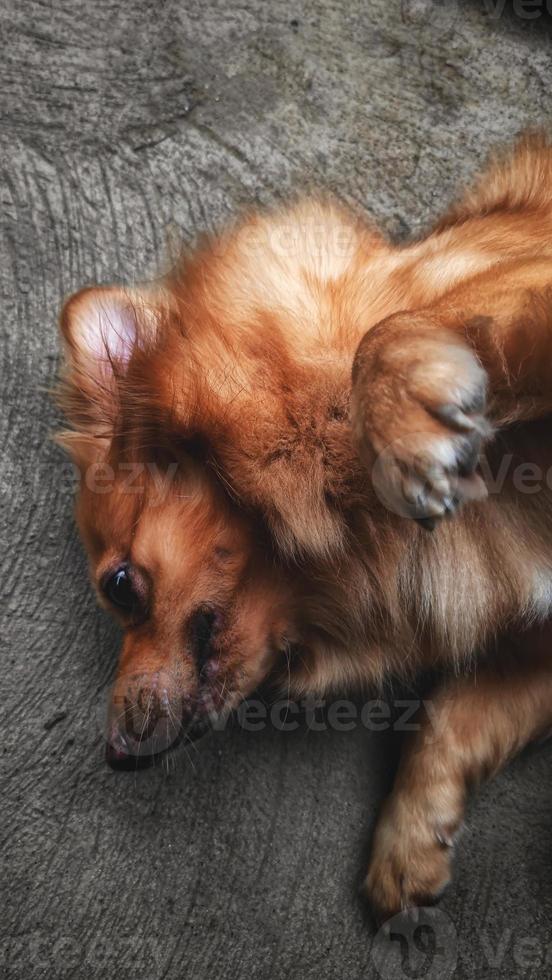 pomeranian blandad hund 3 foto