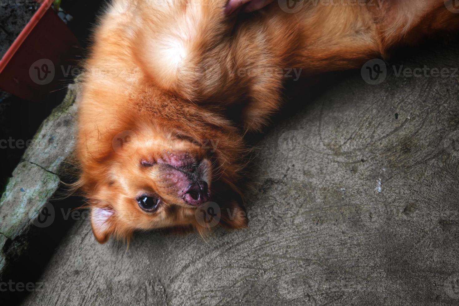 pomeranian blandad hund 2 foto