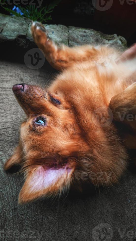 pomeranian blandad hund 4 foto