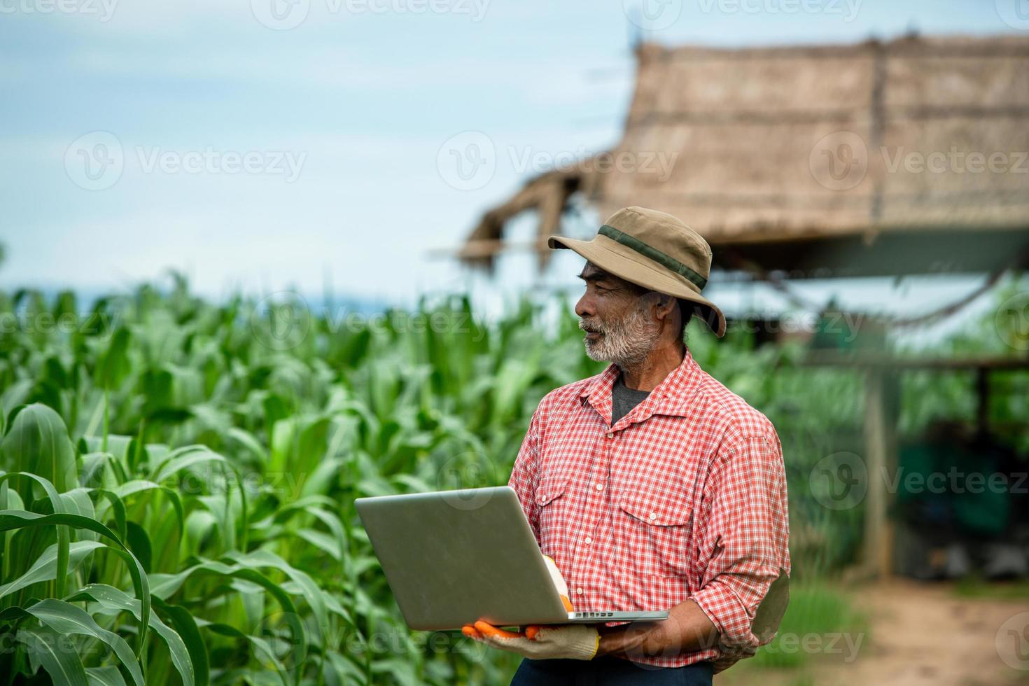 jordbrukare och deras användning av teknik vid majsodling. foto