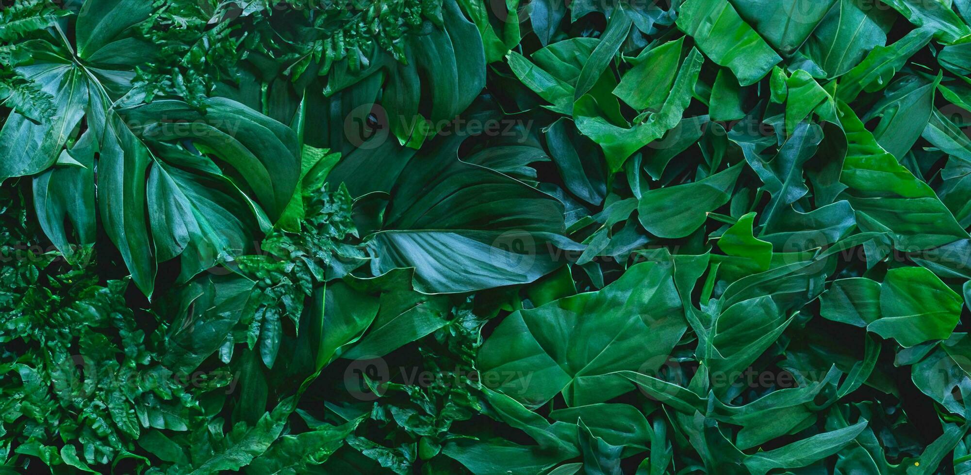 närbild natur se av grön monstera blad och palmer bakgrund. platt lägga, mörk natur begrepp, tropisk blad foto