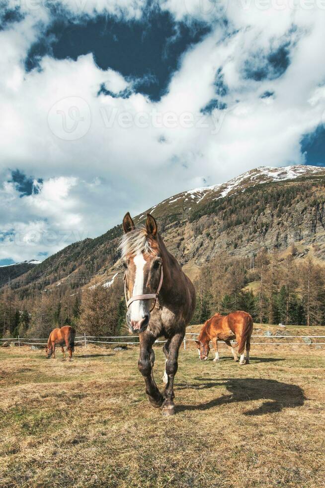 häst i bergen foto