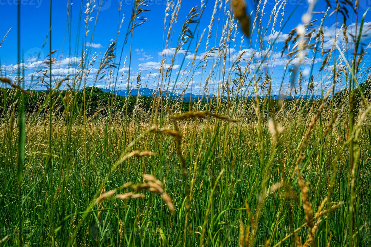 appalachian sommar fält foto