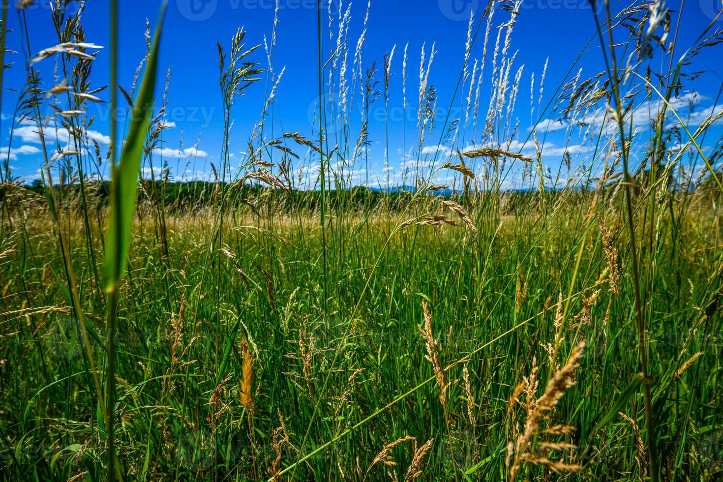 appalachian sommar fält foto